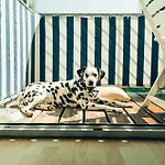 Hundefreundliches H1 108 Spalt