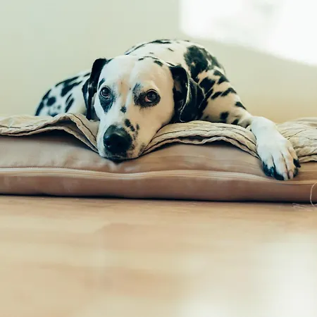 Hundefreundliches H1 108 *
