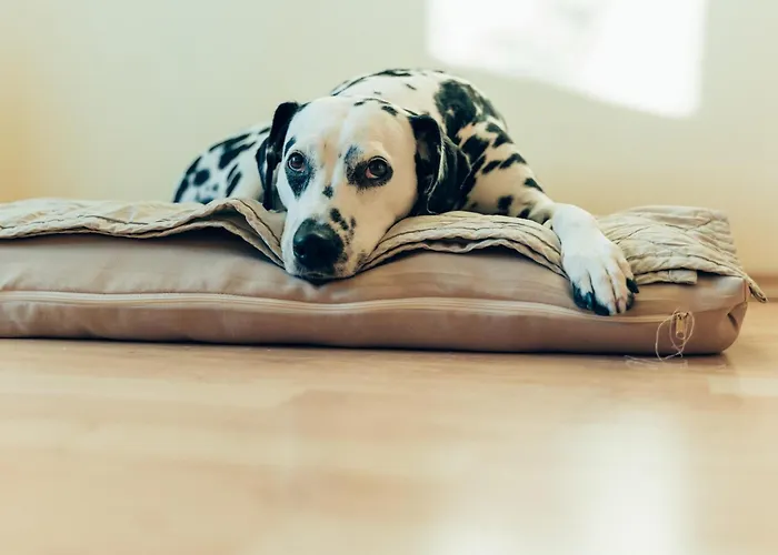 Hundefreundliches H1 108 *